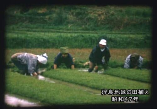 昭和47年　宮城県多賀城市浮島地区　田植えの様子　No.04