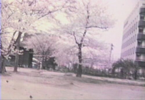 昭和54年　宮城県仙台市　薬師堂の桜